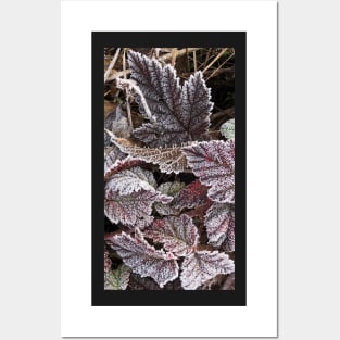 The Beauty and Stillness of Frosty Fall Leaves Posters and Art